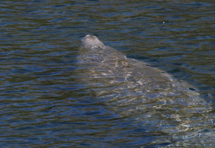 Manatee at Fanning Springs